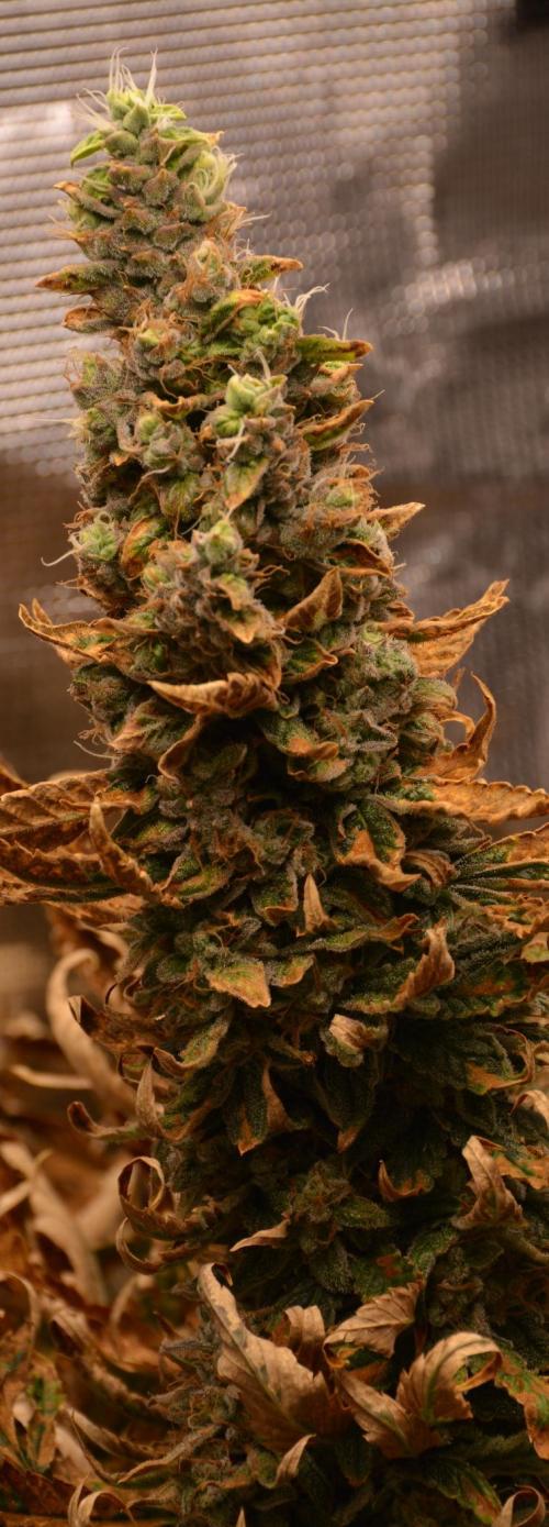 Ice Cream Cake (DWC). Week 23