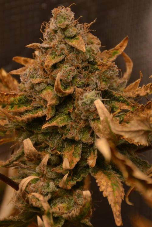 Ice Cream Cake (DWC). Week 23