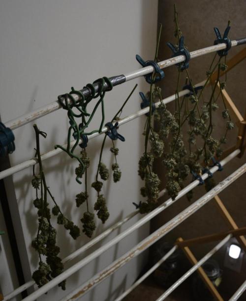 Ice Cream Cake (DWC). Week 23