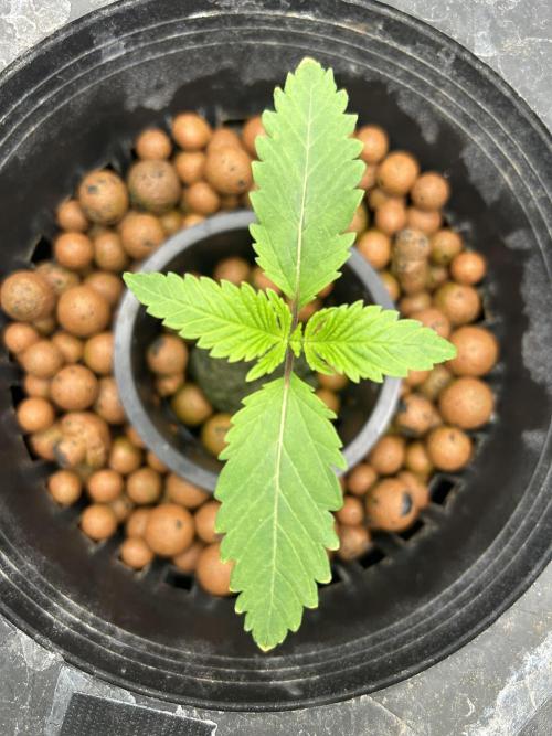 Godfather Bomb (DWC). Week 2