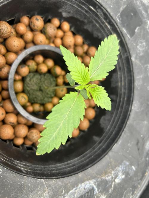 Godfather Bomb (DWC). Week 2