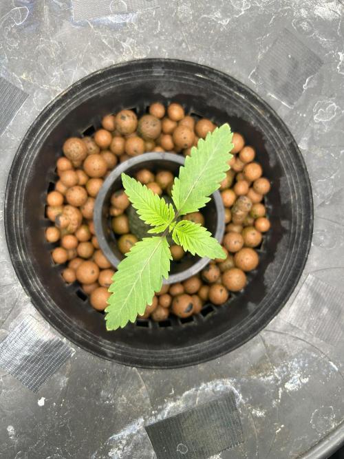 Godfather Bomb (DWC). Week 2