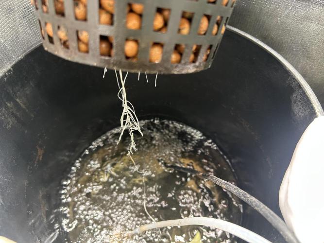 Godfather Bomb (DWC). Week 2