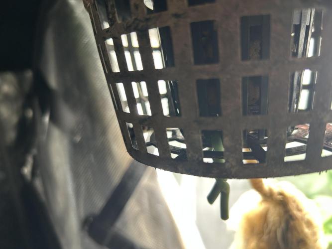 Dream Widow (DWC). Week 4