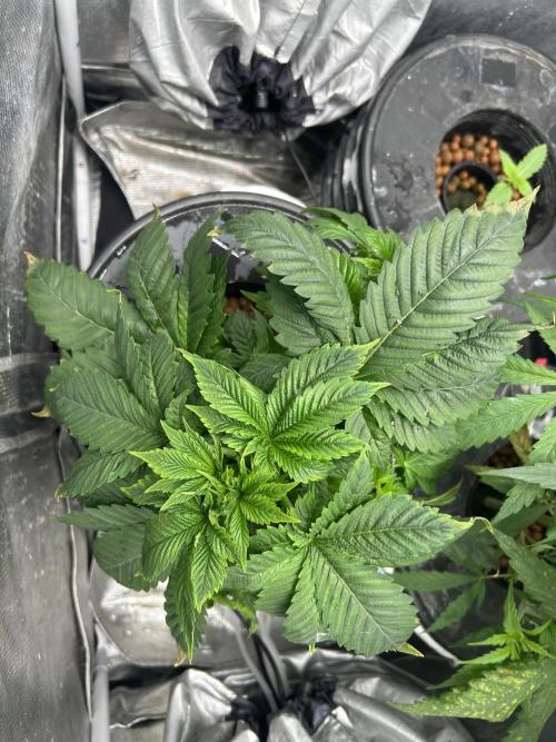 Dream Widow (DWC). Week 4