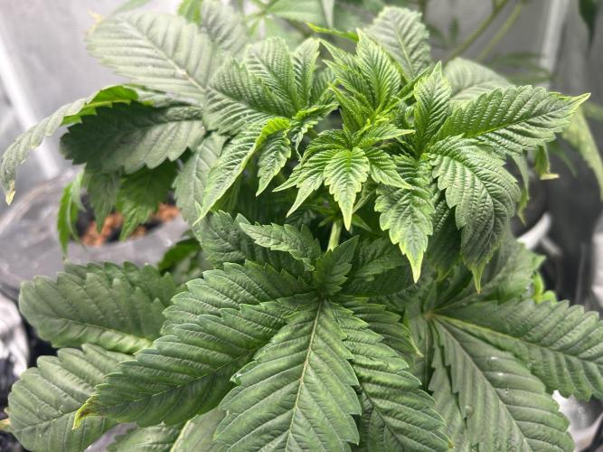 Dream Widow (DWC). Week 4