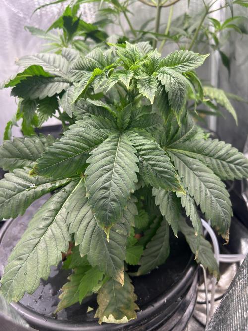 Dream Widow (DWC). Week 4