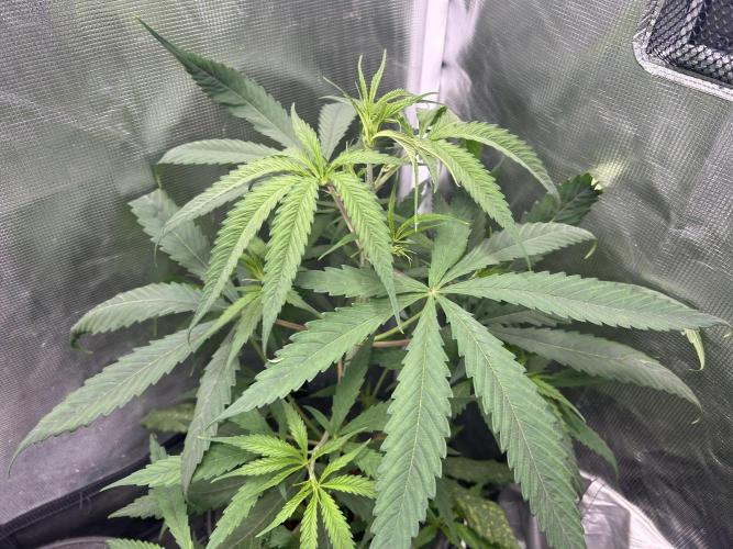 Strawberry Cough (DWC). Week 4