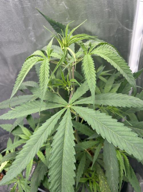 Strawberry Cough (DWC). Week 4