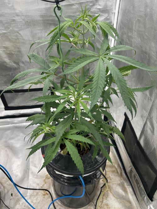 Strawberry Cough (DWC). Week 4