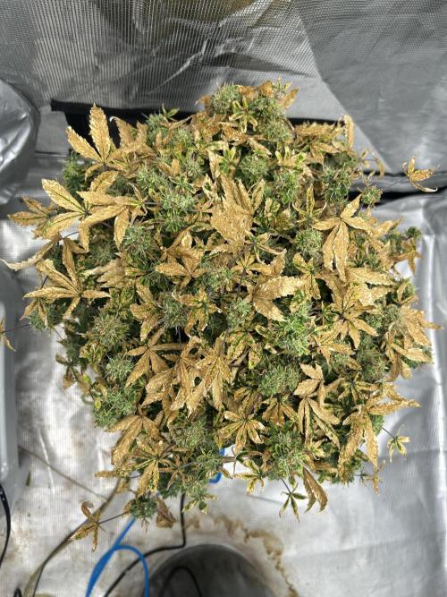 Maui Waui (DWC). Week 16