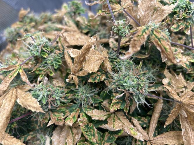 Maui Waui (DWC). Week 16