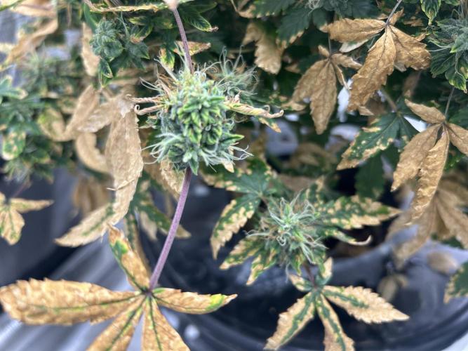 Maui Waui (DWC). Week 16