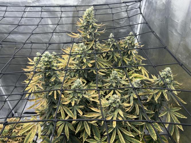 Blue Dream (DWC). Week 16