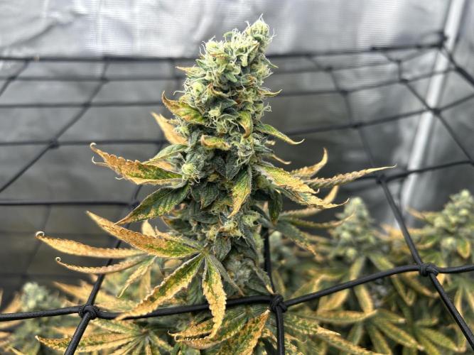 Blue Dream (DWC). Week 16