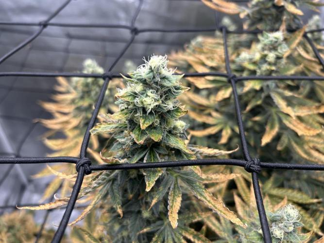 Blue Dream (DWC). Week 16