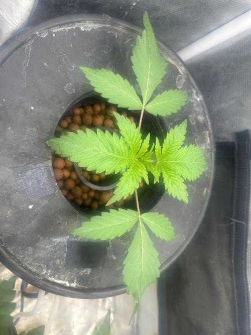 Godfather Bomb (DWC). Week 3