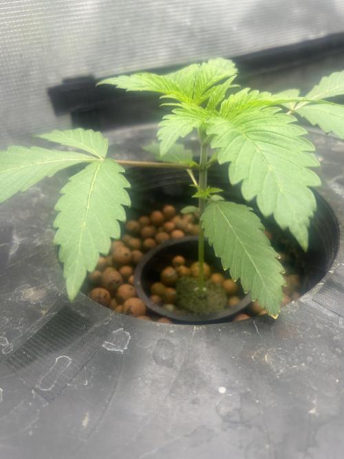 Godfather Bomb (DWC). Week 3