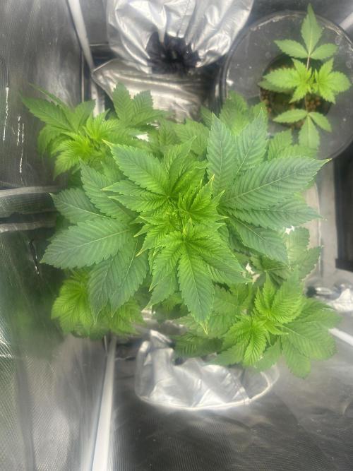 Dream Widow (DWC). Week 5