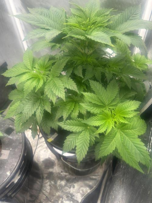 Dream Widow (DWC). Week 5