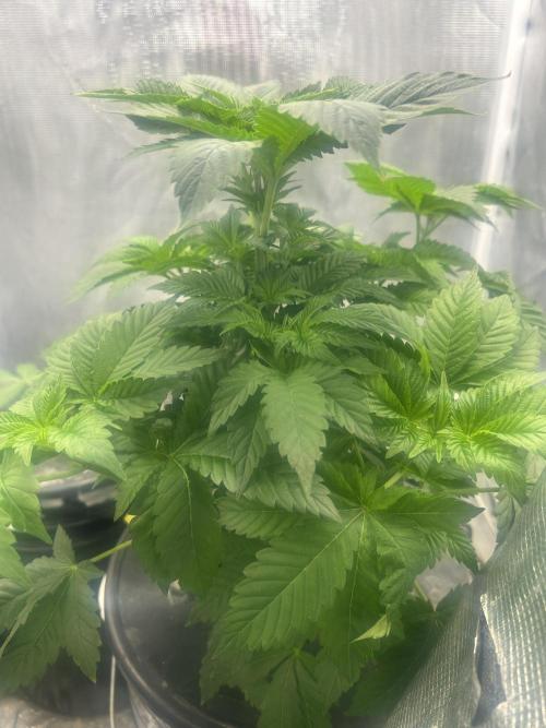 Dream Widow (DWC). Week 5