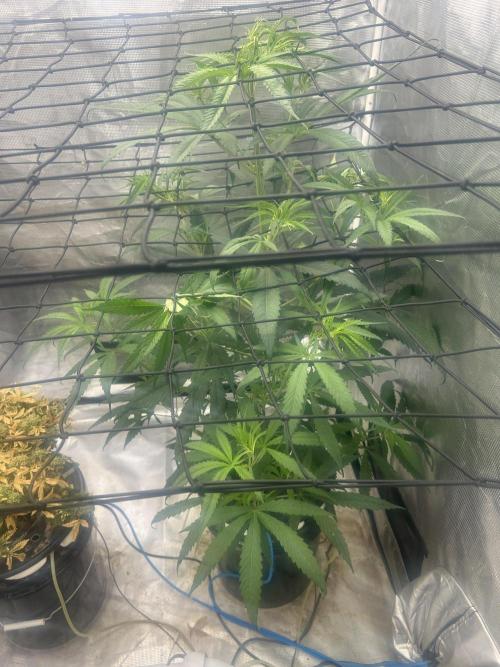 Strawberry Cough (DWC). Week 5