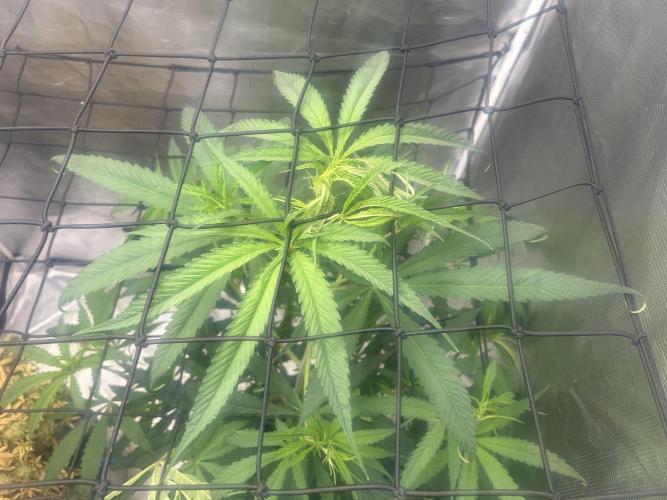 Strawberry Cough (DWC). Week 5