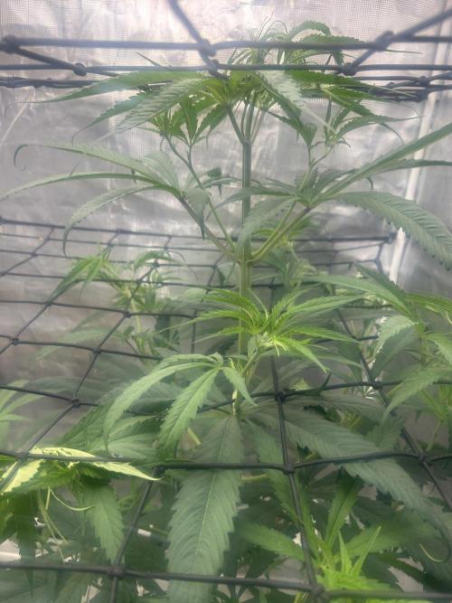 Strawberry Cough (DWC). Week 5