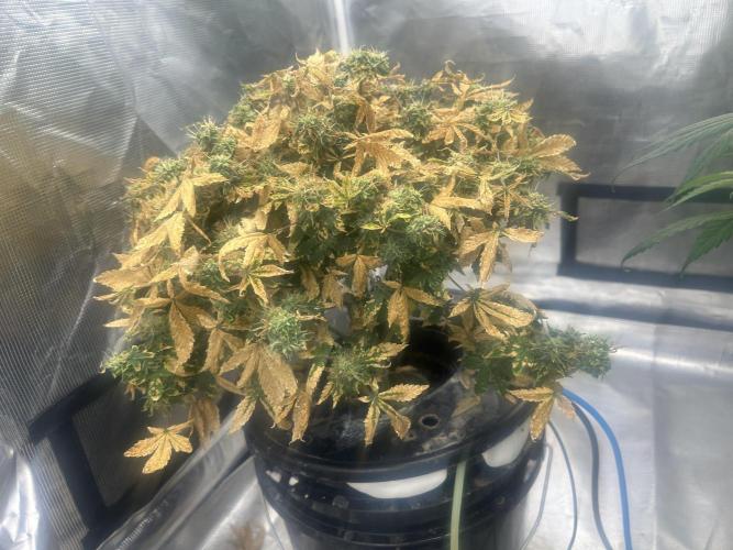 Maui Waui (DWC). Week 17