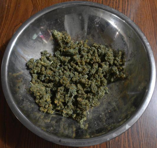 Blue Dream (DWC). Week 17