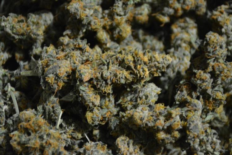 Blue Dream (DWC). Week 17