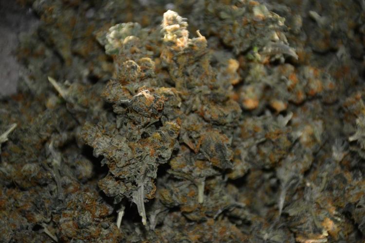 Blue Dream (DWC). Week 17