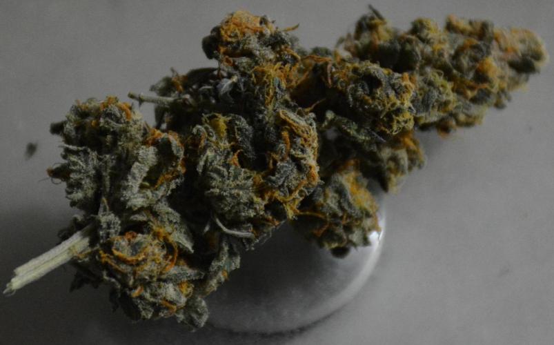 Blue Dream (DWC). Week 17