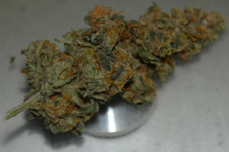 Blue Dream (DWC). Week 17