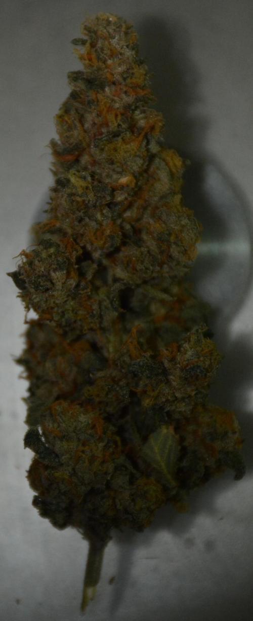 Blue Dream (DWC). Week 17