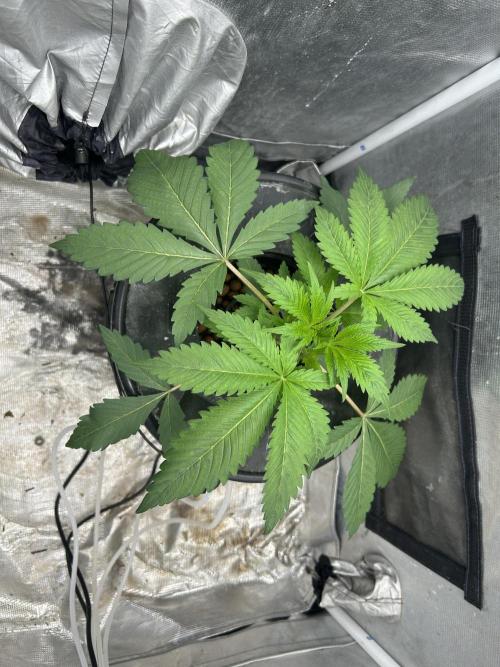 Godfather Bomb (DWC). Week 4 - In veg tent.