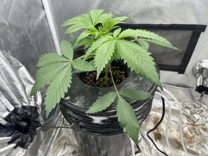 Godfather Bomb (DWC). Week 4 - In veg tent.