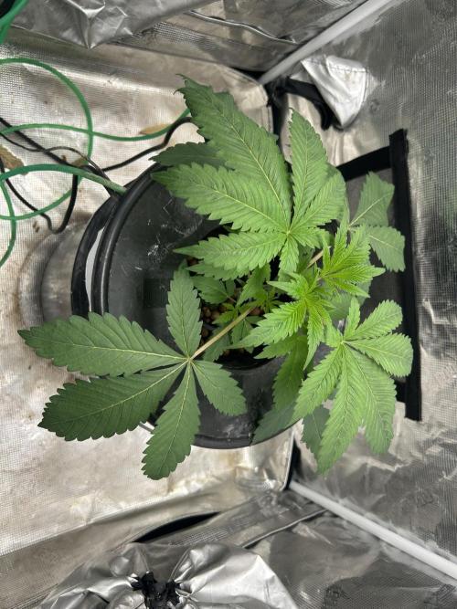 Godfather Bomb (DWC). Week 4 - In flowering tent.
