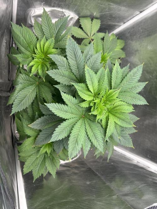 Dream Widow (DWC). Week 6 - In veg tent.