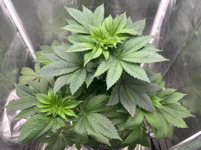 Dream Widow (DWC). Week 6 - In veg tent.