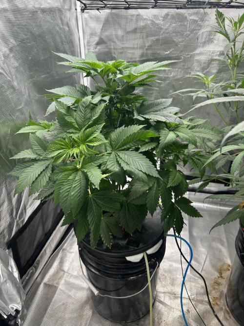 Dream Widow (DWC). Week 6 - In flowering tent.