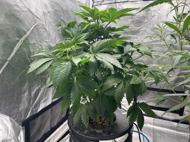 Dream Widow (DWC). Week 6 - In flowering tent.