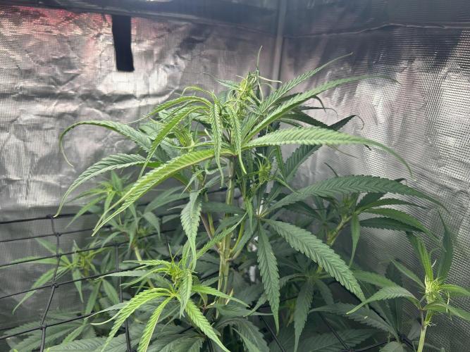 Strawberry Cough (DWC). Week 6