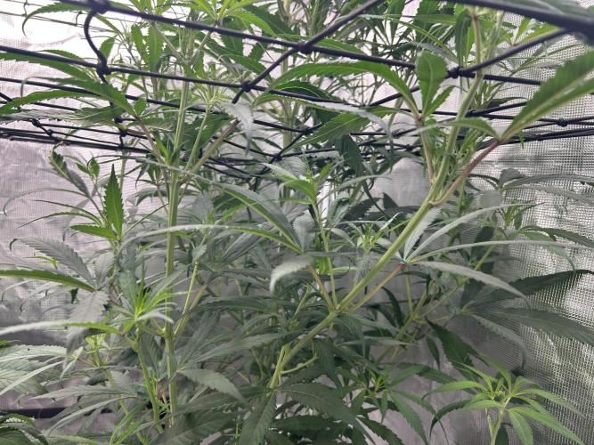 Strawberry Cough (DWC). Week 6