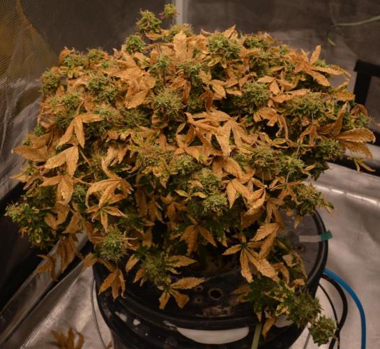 Maui Waui (DWC). Week 18