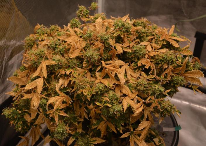 Maui Waui (DWC). Week 18