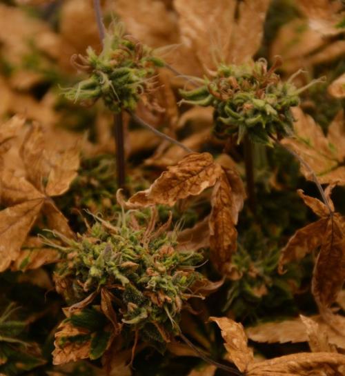 Maui Waui (DWC). Week 18