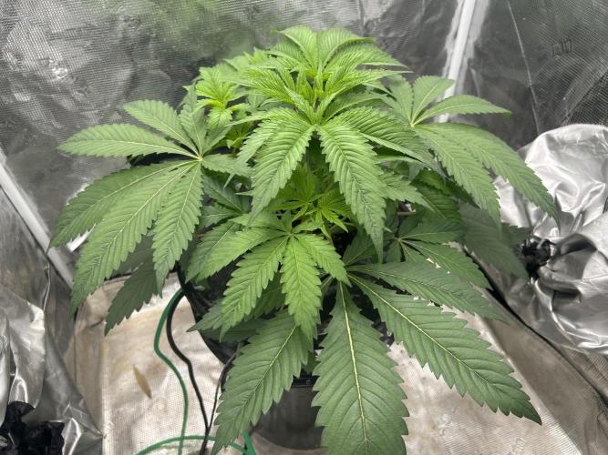 Godfather Bomb (DWC). Week 5