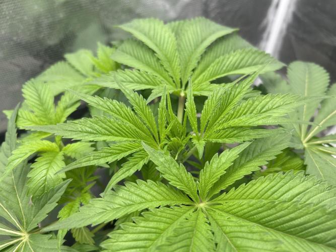 Godfather Bomb (DWC). Week 5