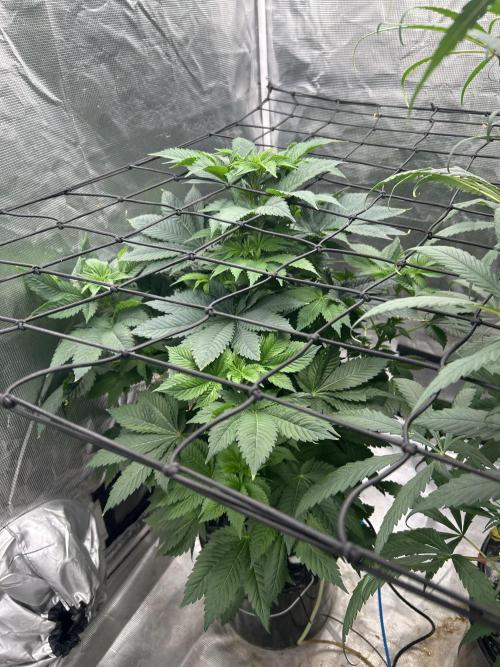 Dream Widow (DWC). Week 7